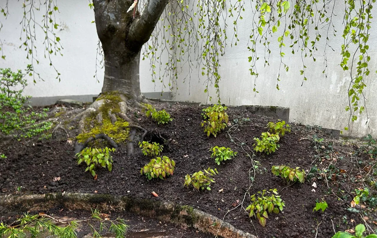 Gartenbau - Bepflanzung und Gestaltung